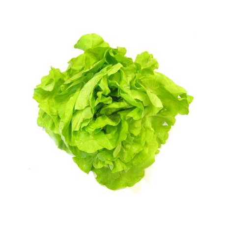 Salade laitue beurre bio (petite piece)