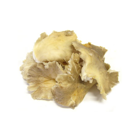 Pleurotes fraîches (500g)