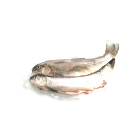 Omble chevalier (2 poissons entiers sous vide, 2x500g)